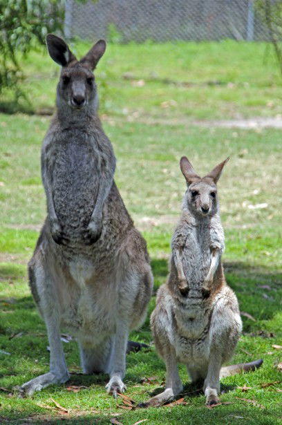 Potoroo Palace - Tweed Heads Accommodation 5