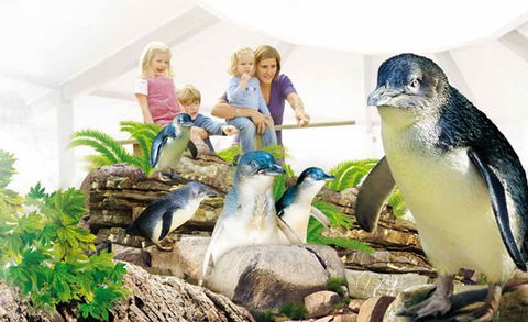 Manly SEA LIFE Sanctuary - Tweed Heads Accommodation 1