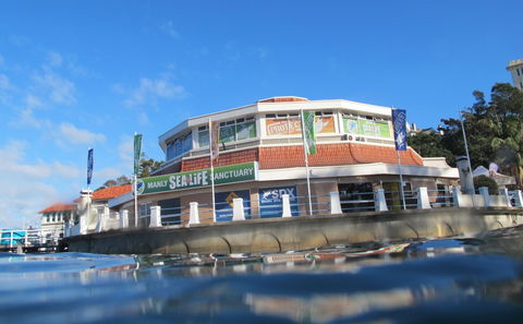Manly SEA LIFE Sanctuary - Tweed Heads Accommodation 2