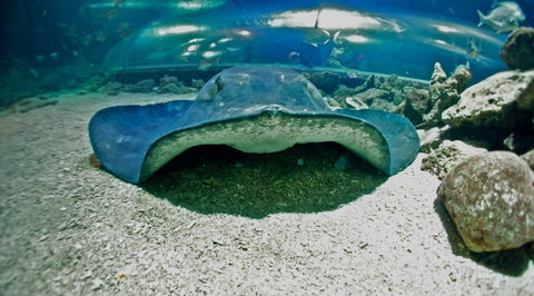 Manly SEA LIFE Sanctuary - Tweed Heads Accommodation 3