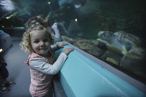 Manly SEA LIFE Sanctuary - Tweed Heads Accommodation 4