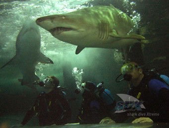 Manly SEA LIFE Sanctuary - Tweed Heads Accommodation 5
