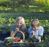 Blue Hills Berries  Cherries - Tweed Heads Accommodation
