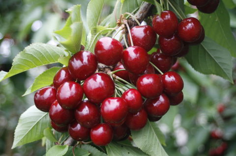 Blue Hills Berries & Cherries - Tweed Heads Accommodation 2