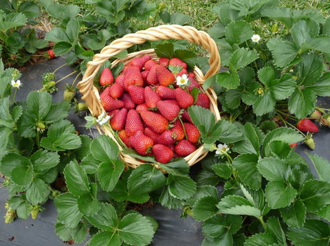 Blue Hills Berries & Cherries - Tweed Heads Accommodation 3