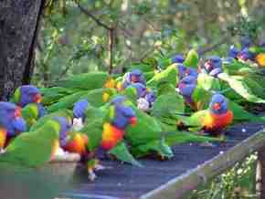 Gorge Wildlife Park - Tweed Heads Accommodation 4