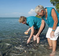 Aquascene Fish Feeding Sanctuary - Tweed Heads Accommodation