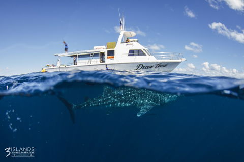 Three Islands Whale Shark Dive - Tweed Heads Accommodation 4