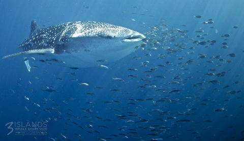 Three Islands Whale Shark Dive - Tweed Heads Accommodation 5
