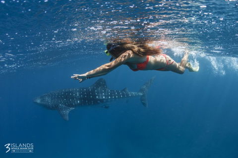Three Islands Whale Shark Dive - Tweed Heads Accommodation 6