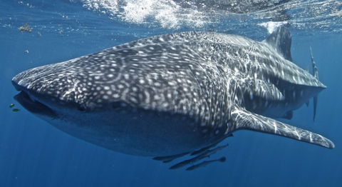 Three Islands Whale Shark Dive - Tweed Heads Accommodation 7