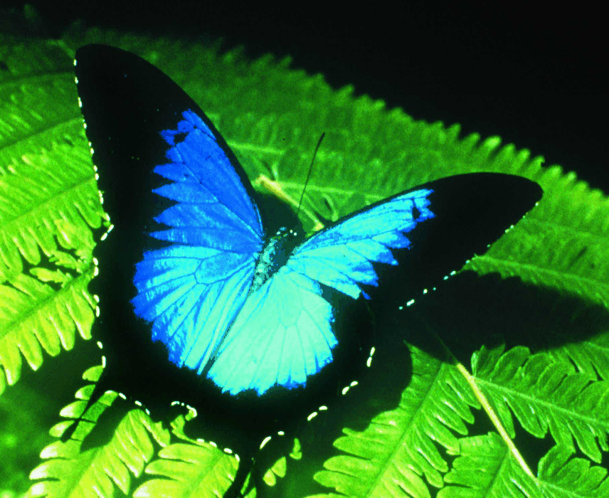 Australian Butterfly Sanctuary - Tweed Heads Accommodation