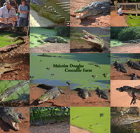 The Malcolm Douglas Crocodile Park - Tweed Heads Accommodation