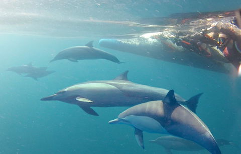 Dolphin Swim Australia - Tweed Heads Accommodation 5