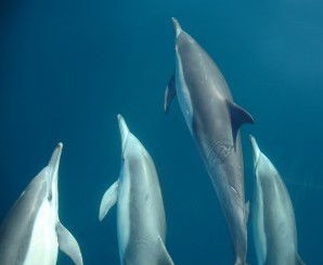 Dolphin Swim Australia - Tweed Heads Accommodation 6