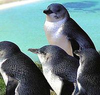 Rockingham Wild Encounters - Tweed Heads Accommodation