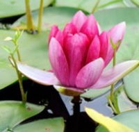 The Lotus Day Spa and Retreat - Tweed Heads Accommodation