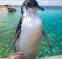 Penguin Island - Tweed Heads Accommodation