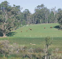 Scenic Drives - Bunbury Collie Donnybrook - Tweed Heads Accommodation