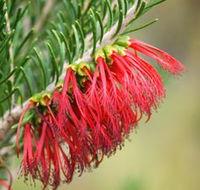 Ethel Daw Scenic Drive - Tweed Heads Accommodation