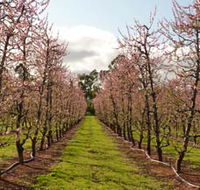 Raeburn Orchards - Tweed Heads Accommodation