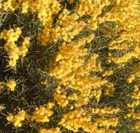 Dalwallinu Remnant Bushland - Tweed Heads Accommodation