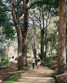 Law Trail And Lotterywest Federation Walkway, Kings Park - Tweed Heads Accommodation 0