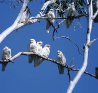 Carawine Gorge - Tweed Heads Accommodation