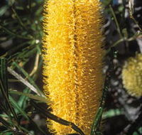 Moore River National Park - Tweed Heads Accommodation