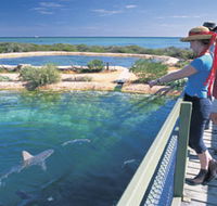 Shark Bay Marine Park - Tweed Heads Accommodation