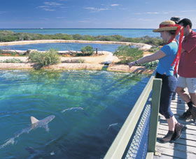 Shark Bay Marine Park - Tweed Heads Accommodation 0