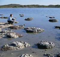 Lake Thetis Stromatolites - Tweed Heads Accommodation