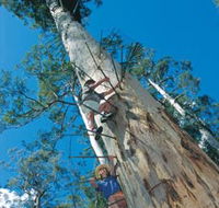 Dave Evans Bicentennial Tree - Tweed Heads Accommodation