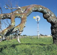 Greenough Leaning Trees - Tweed Heads Accommodation