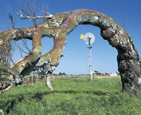 Greenough Leaning Trees - Tweed Heads Accommodation 0