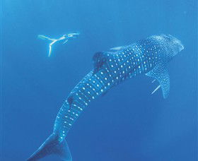 Ningaloo Marine Park - Tweed Heads Accommodation 0