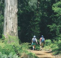Gloucester Tree - Tweed Heads Accommodation
