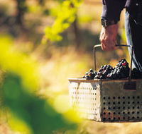 Burge Family Winemakers - Tweed Heads Accommodation