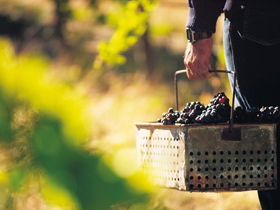 Burge Family Winemakers - Tweed Heads Accommodation 0