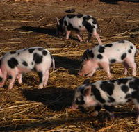 Will's Rare Breeds Farm - Tweed Heads Accommodation