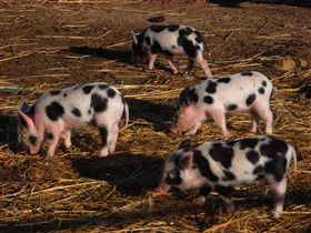 Will's Rare Breeds Farm - Tweed Heads Accommodation 0