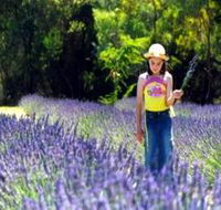 Brayfield Park Lavender Farm - Tweed Heads Accommodation