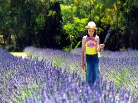 Brayfield Park Lavender Farm - Tweed Heads Accommodation 0
