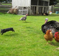Echo Farm - Tweed Heads Accommodation