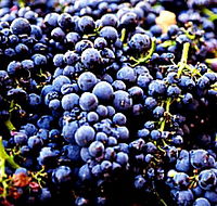 Laurel Bank Vineyard - Tweed Heads Accommodation