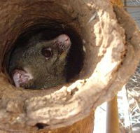 Mulga Sanctuary and Wildlife Park - Tweed Heads Accommodation