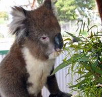 Glen-Forest Tourist Park - Tweed Heads Accommodation