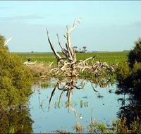 Bool Lagoon Game Reserve and Hacks Lagoon Conservation Park - Tweed Heads Accommodation