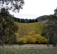 Mt Bera Vineyards - Tweed Heads Accommodation
