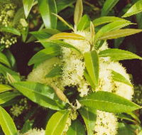 Tumbeela Native Bushfoods - Tweed Heads Accommodation